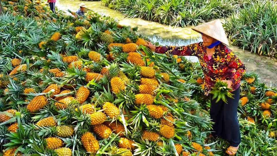 Kinh nghiệm du lịch Tiền Giang - Top 16 điểm đến hấp dẫn 2025 43 Tiền Giang có gì chơi - Cánh đồng khóm Tân Phước
