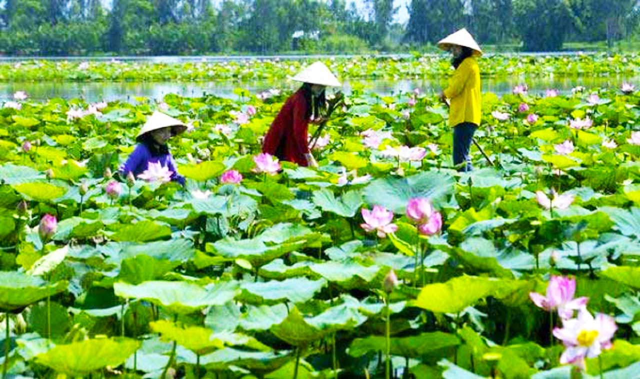 Khu bảo tồn đất ngập nước Láng Sen - Trở về mùa nước nổi 2025 21 Hồ sen rộng lớn trong khu bảo tồn