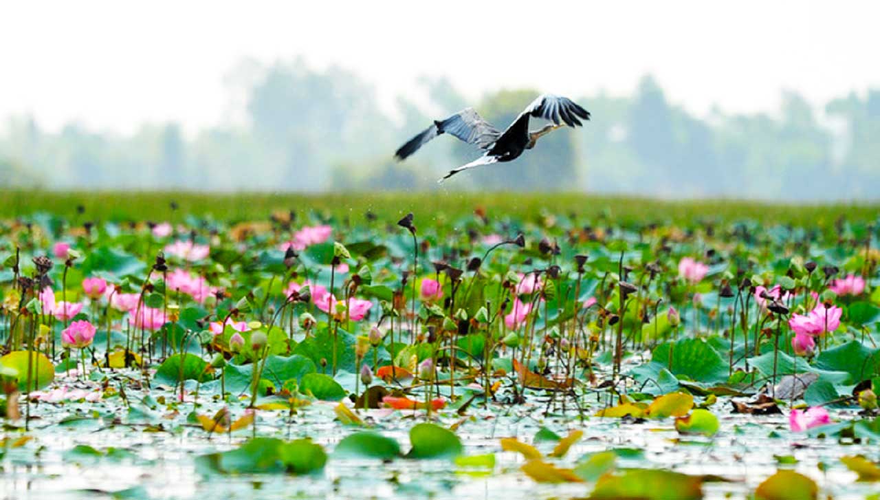 Khu bảo tồn đất ngập nước Láng Sen - Trở về mùa nước nổi 2025 20 khu bảo tồn láng sen
