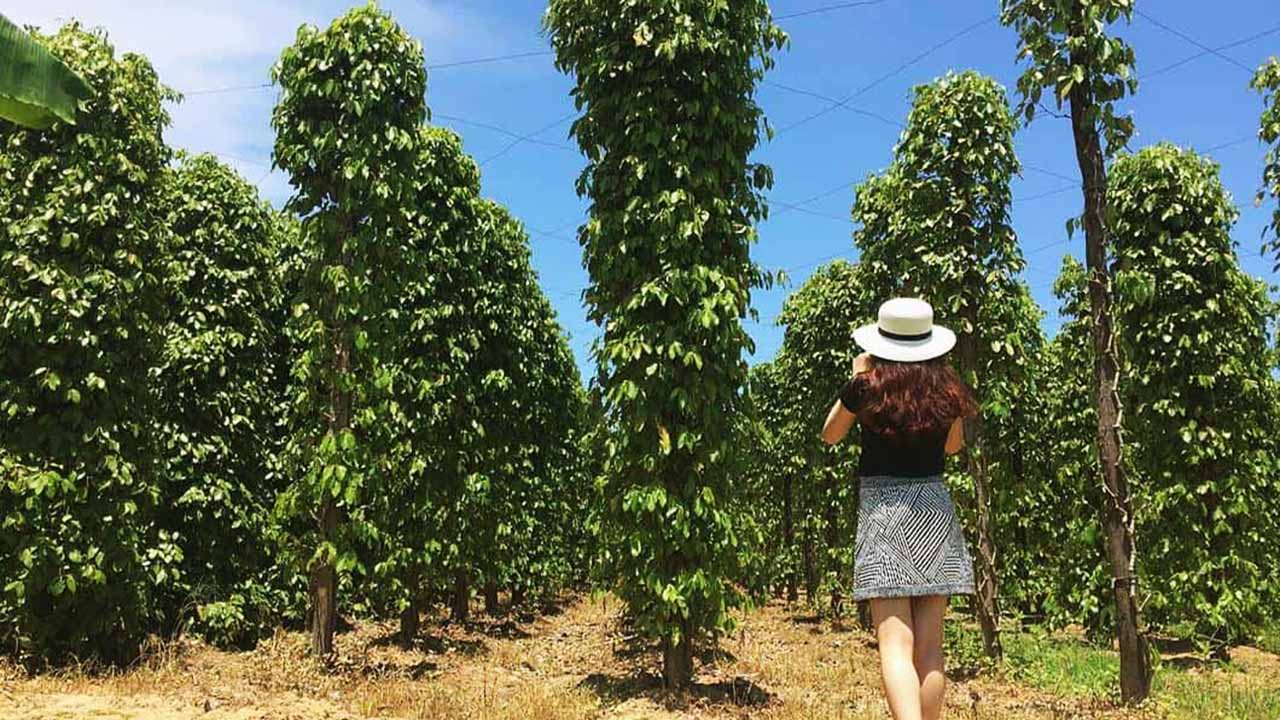 Vườn tiêu Hồng Anh