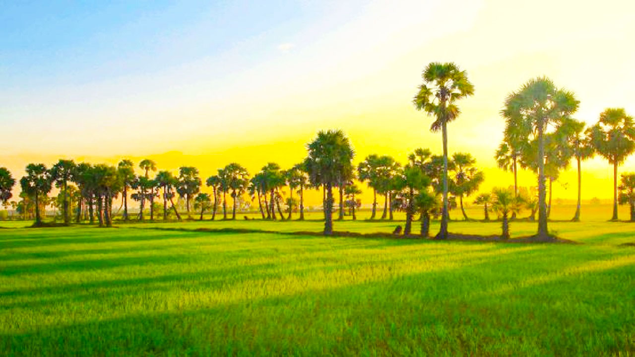 Cây thốt nốt An Giang - "Thoát ế" với cây thốt nốt trái tim cực ảo 39 Bình minh trên đất An Giang
