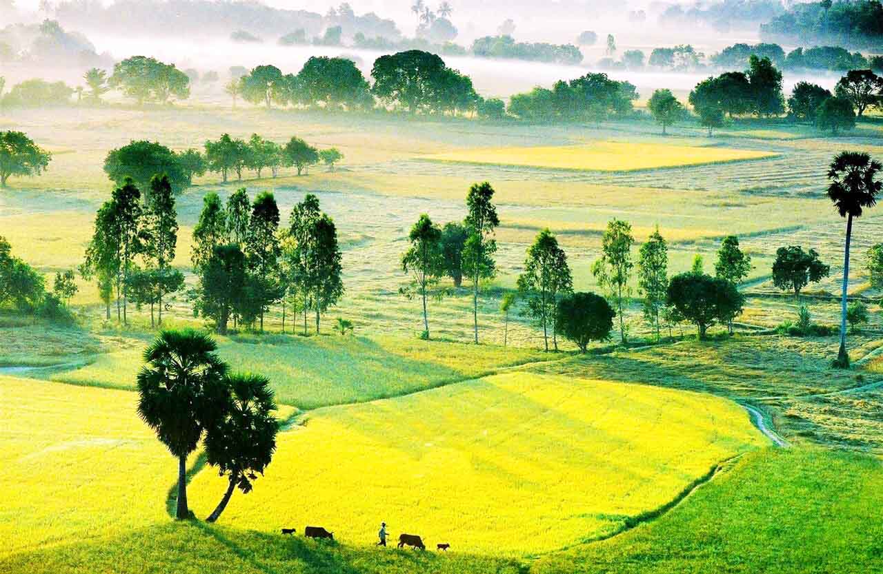 Cây thốt nốt An Giang - "Thoát ế" với cây thốt nốt trái tim cực ảo 28 Cánh đồng thốt nốt