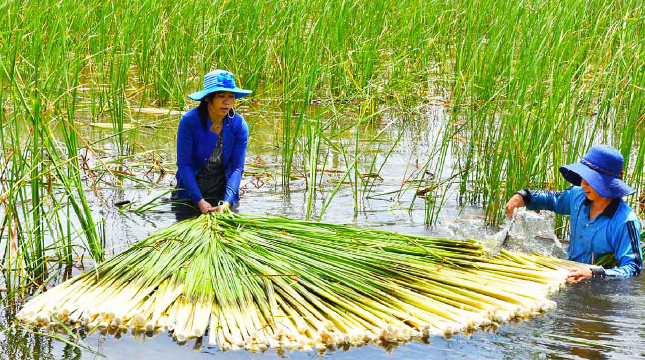 Du lịch Bạc Liêu - Kinh nghiệm du lịch Bạc Liêu từ A đến Z (2025) 45 Đặc sản Bạc Liêu