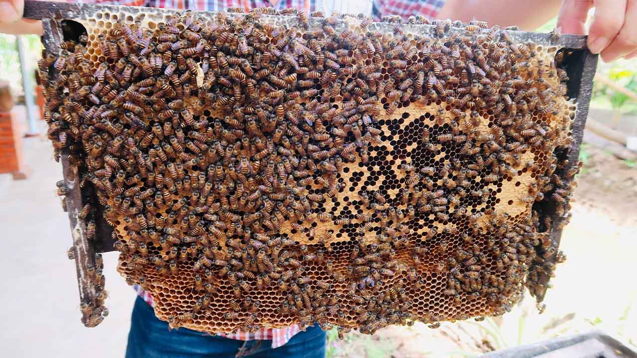 Du lịch Cà Mau - Điểm cuối cùng cực Nam của Tổ Quốc (2025) 46 đặc sản làm quà