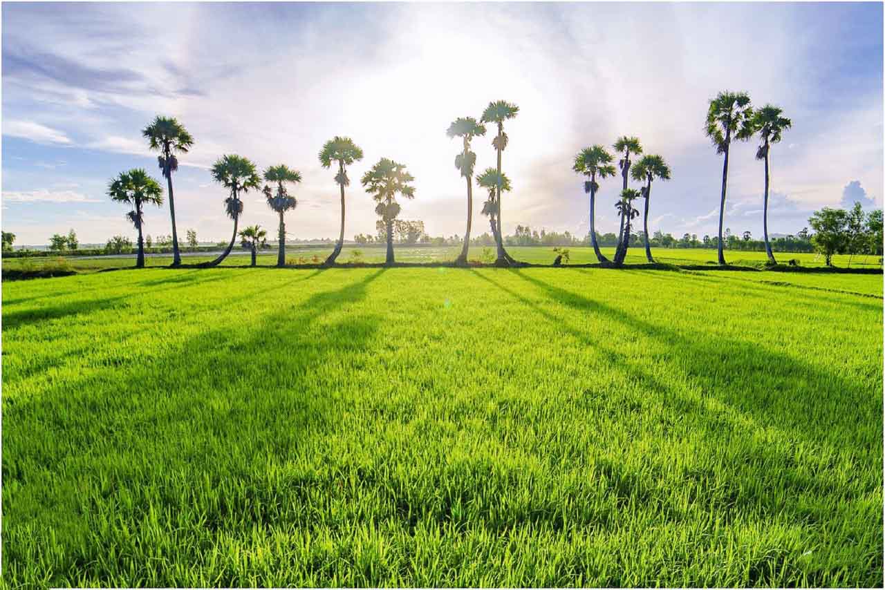 Cây thốt nốt An Giang - "Thoát ế" với cây thốt nốt trái tim cực ảo 32 Hàng thốt nốt huyền thoại