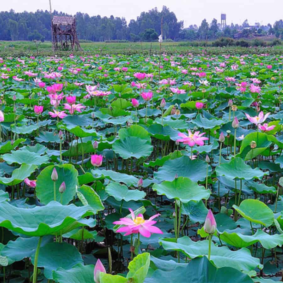 Làng nổi Tân Lập Long An - Kinh nghiệm du lịch tự túc (2025) 23 Làng nổi Tân Lập Review