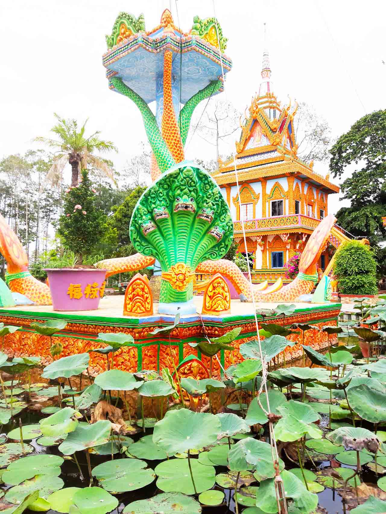 Rắn năm đầu 
