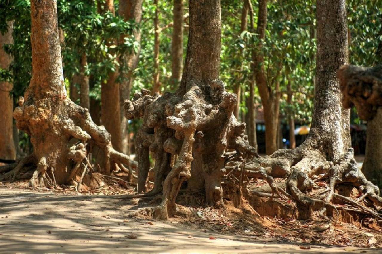 Ao Bà Om - Hé lộ những câu chuyện kì bí tại Trà Vinh (2025) 19 Rễ cây độc lạ Ao Bà Om