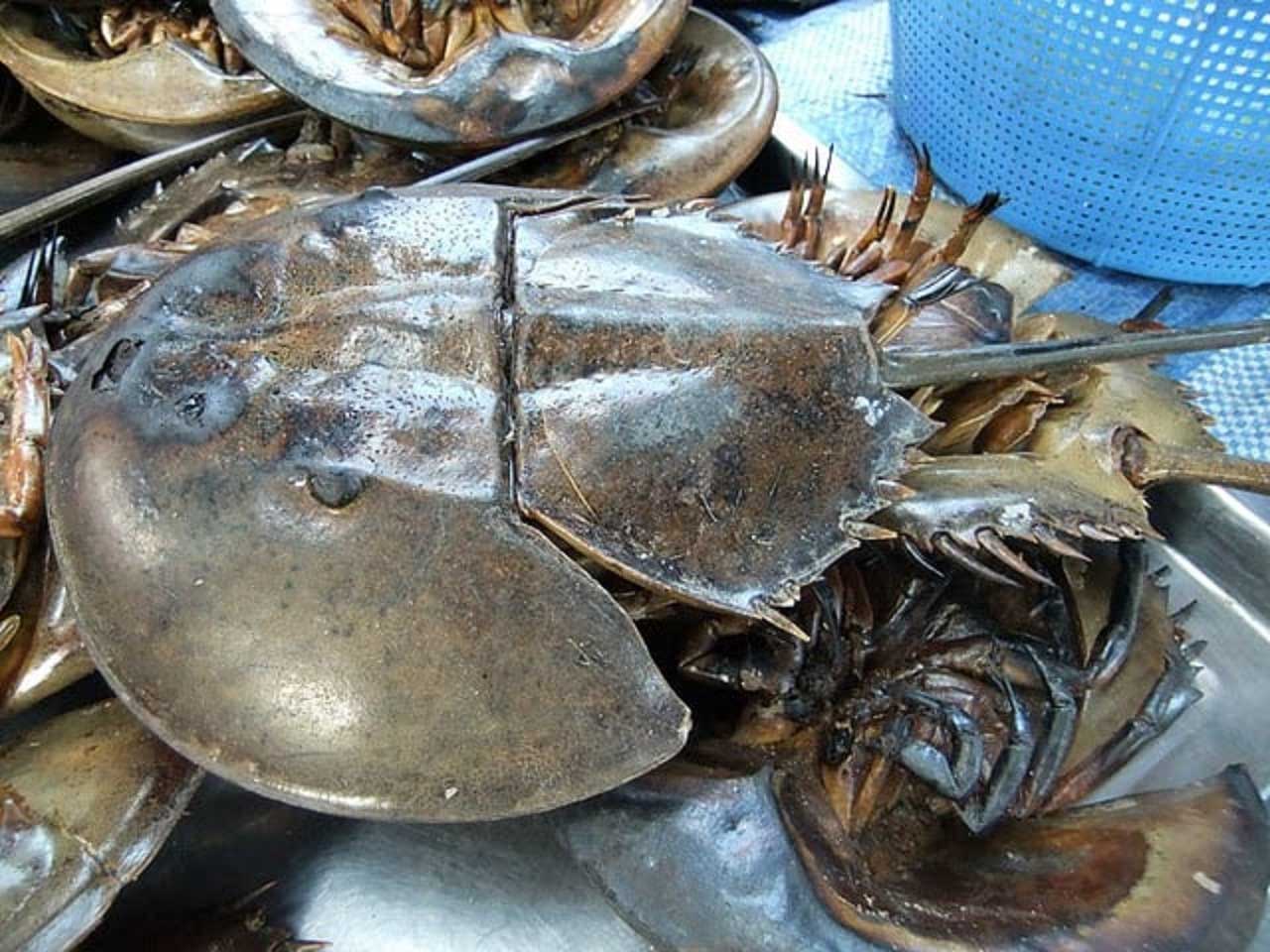 Biển Tân Thành Gò Công - Thiên đường cho "tín đồ" mê hải sản 34 Sam ở Tiền Giang