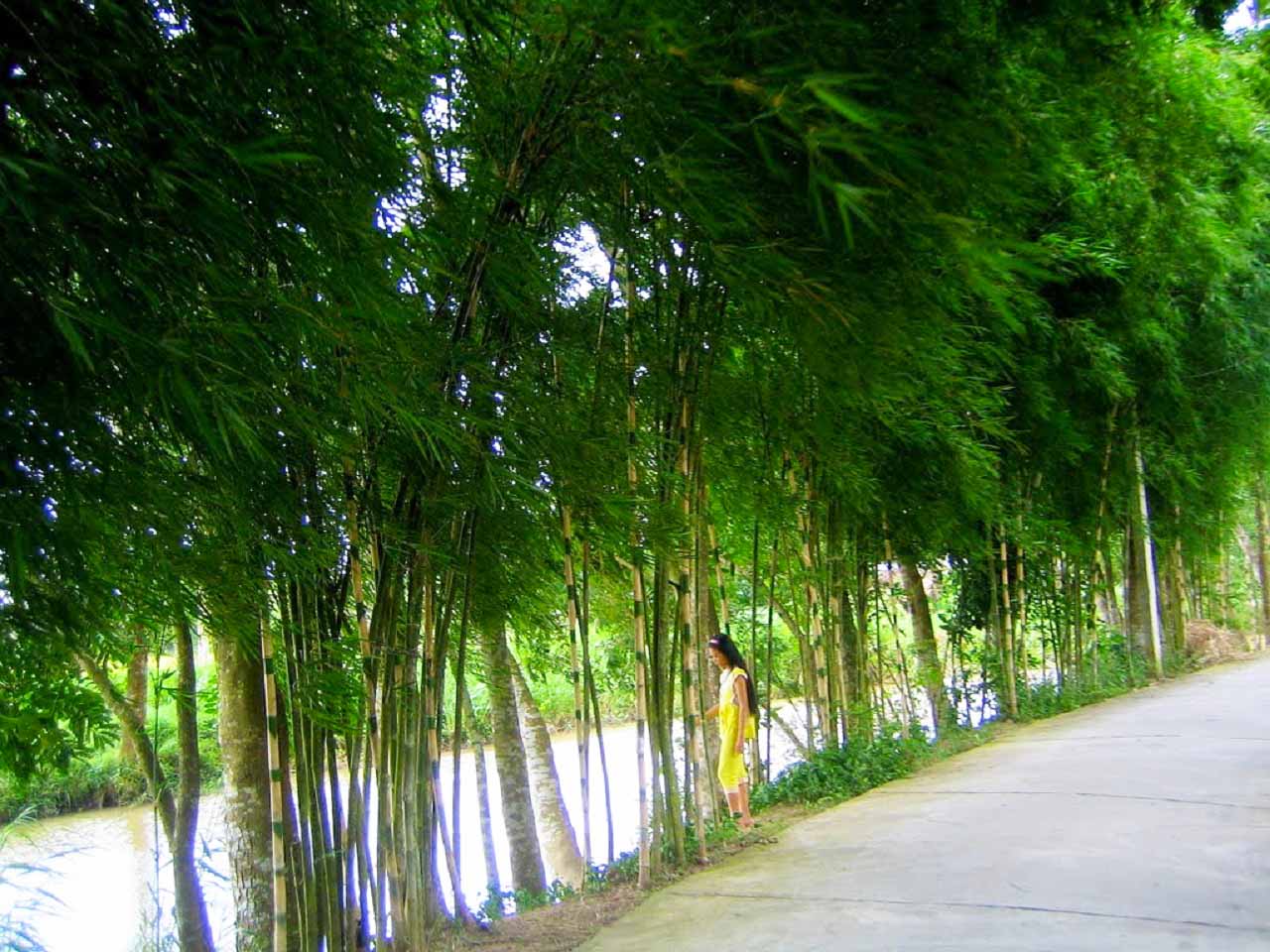 vườn cò Bằng Lăng Cần Thơ