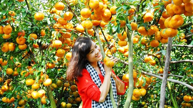 Đồng Tháp có gì chơi? Top 10 địa điểm du lịch Đồng Tháp hấp dẫn 53 Vườn quýt hồng Lai Vung