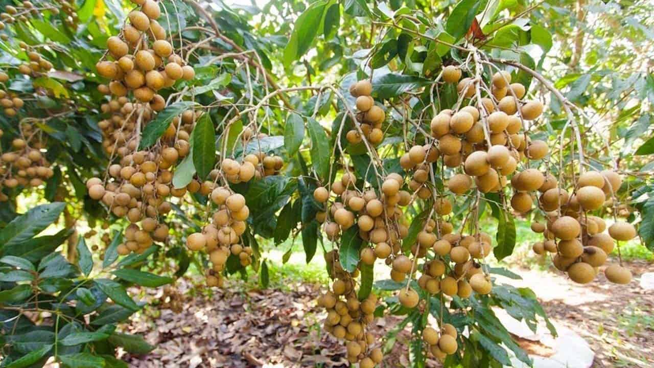 Khu du lịch Lan Vương Bến Tre - Địa điểm vui chơi "thả ga" ở miền Tây 16 vườn trái cây